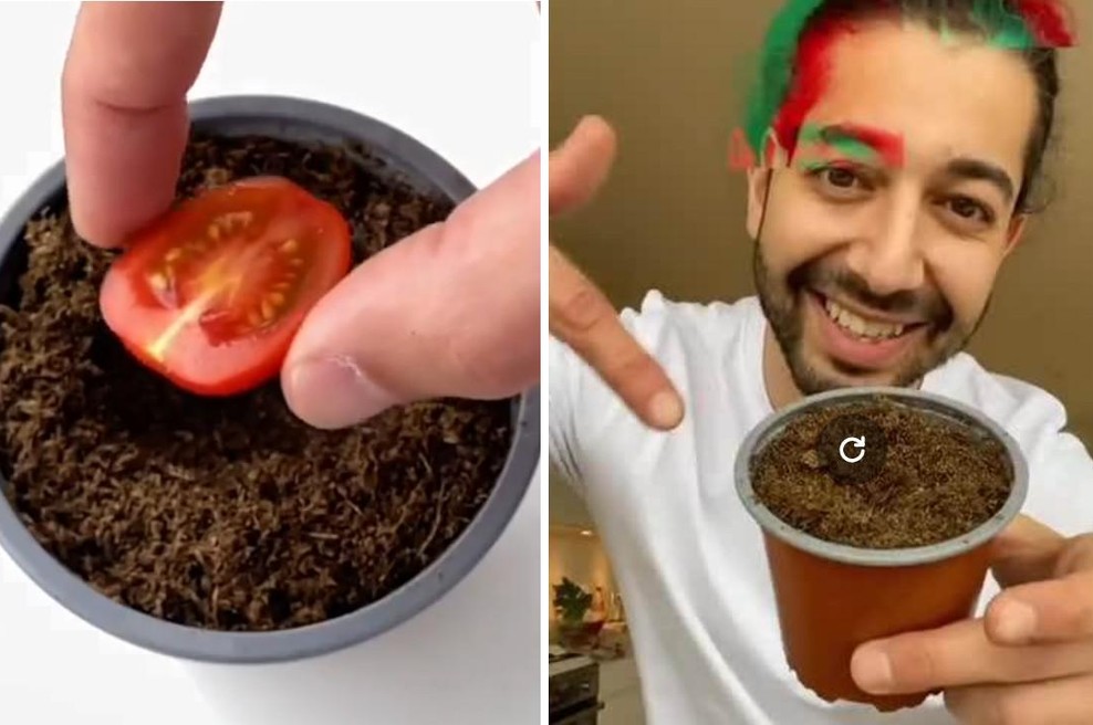 Posadil seme paradižnika iz burgerja, 3 mesece kasneje pa šokiran gledal, kaj je zraslo (foto: profimedia)