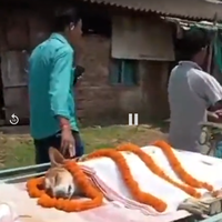 Kako je potepuška psička Kali rešila 30 otrok pred strupeno kačo in umrla kot junakinja