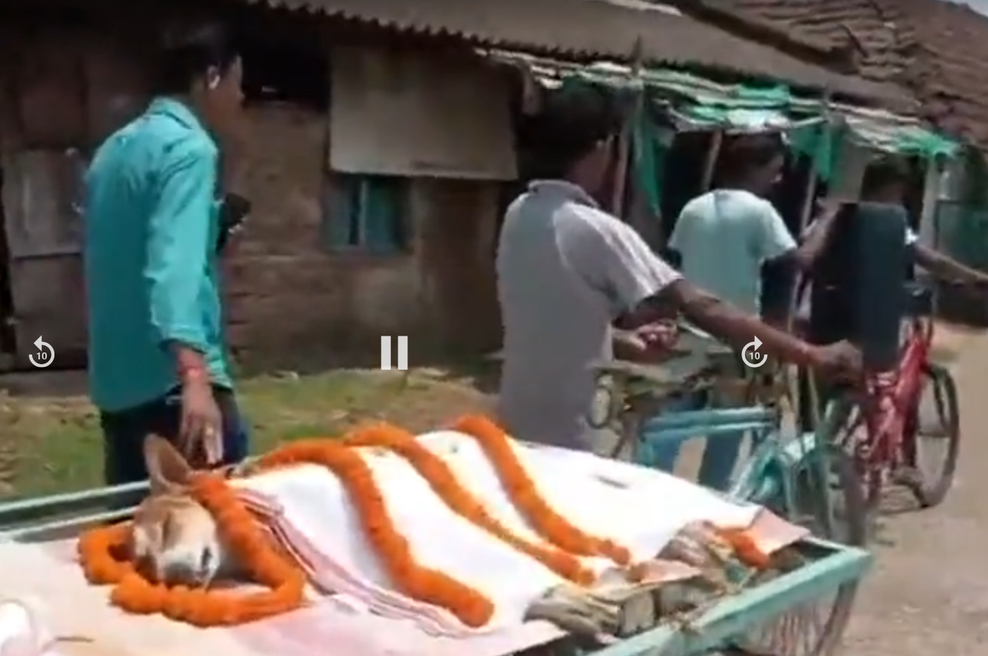 Kako je potepuška psička Kali rešila 30 otrok pred strupeno kačo in umrla kot junakinja (foto: Zaslonska slika/Youtube/Times Now)