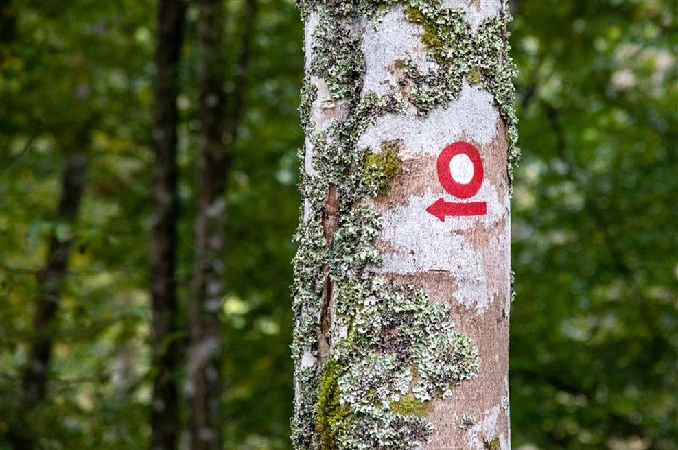 Katera bo naj planinska pot 2026? (foto: Jure Eržen)