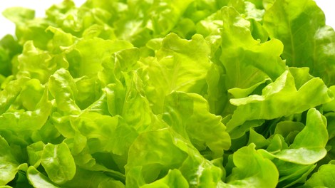 Nutricionistka razkriva, kako bi v resnici morali oprati zeleno solato: ena napaka lahko povzroči prebavne težave