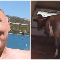 Ni vedel, kaj bi s kravo, pa jo je vzel s sabo na morje: "Naj se kopa še ona!"
