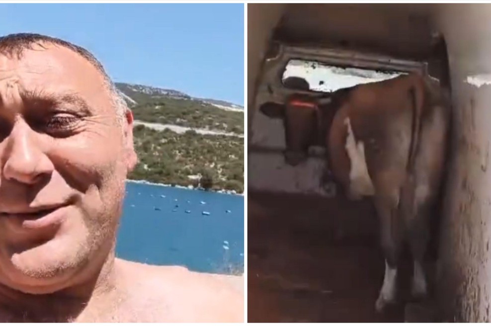 Ni vedel, kaj bi s kravo, pa jo je vzel s sabo na morje: "Naj se kopa še ona!" (foto: TikTok / Posnetek zaslona)