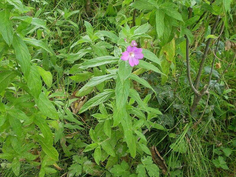 Drobnocvetni vrbovec.